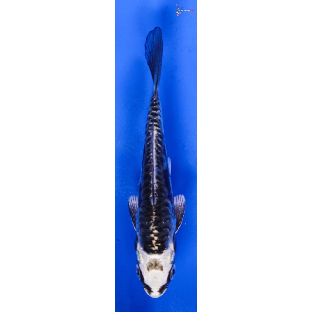 3.5” Imported Kikokuryu