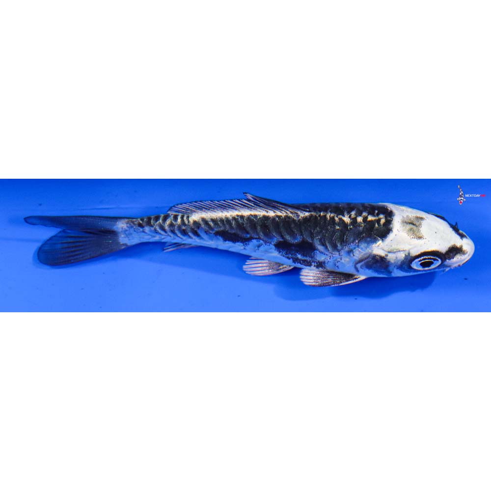 3.5” Imported Kikokuryu