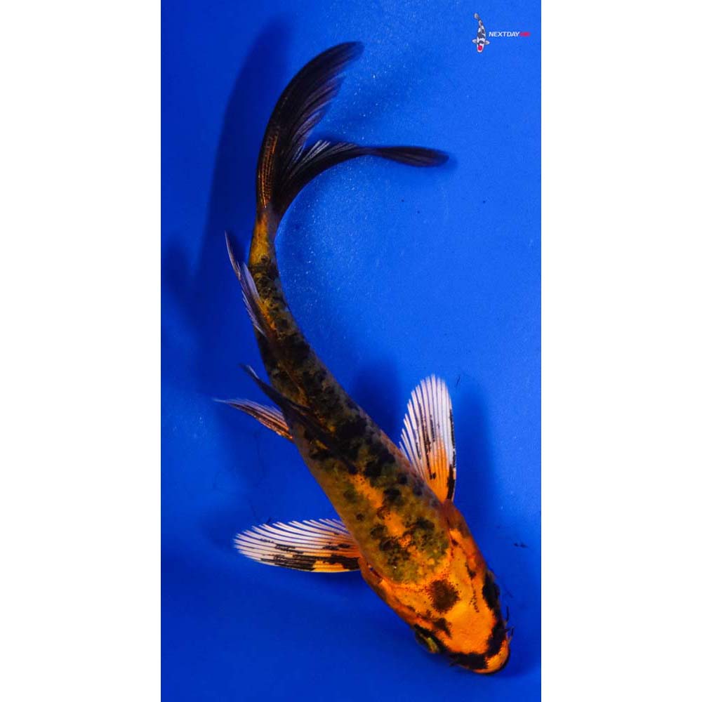 4” Imported Kin Aka Bekko Butterfly Koi