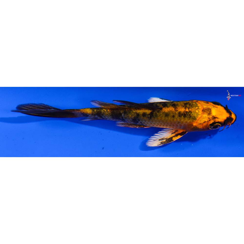 4” Imported Kin Aka Bekko Butterfly Koi