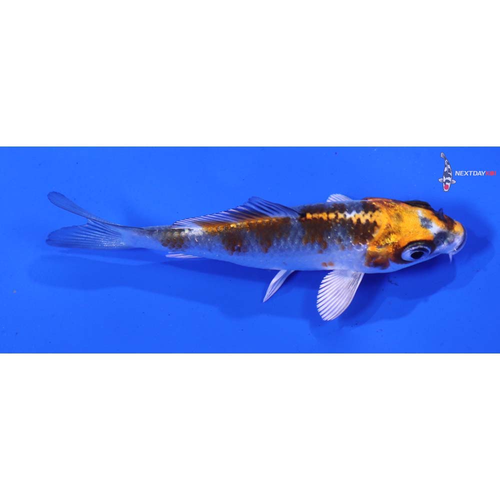 3” Imported Kujaku