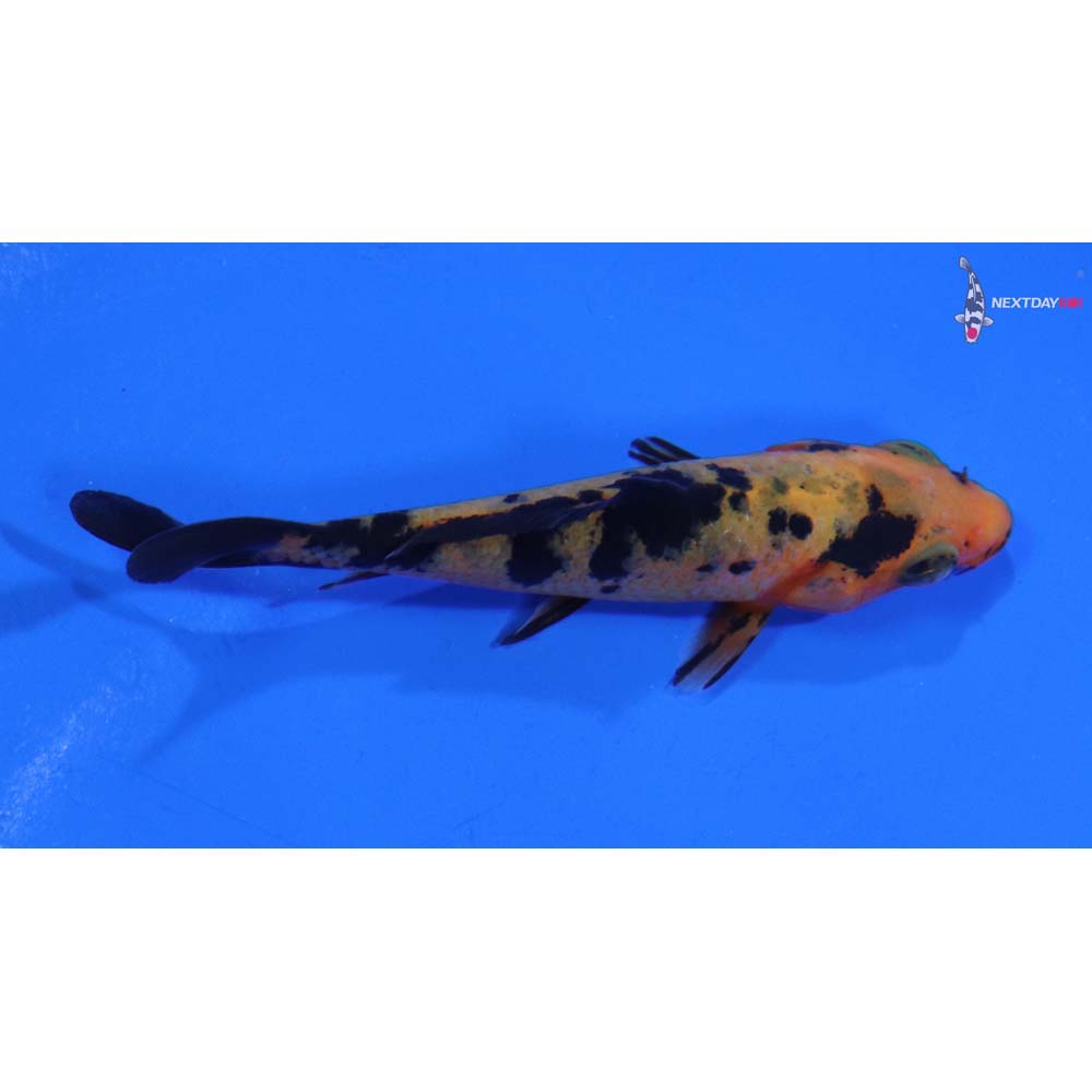 3” Imported Aka Bekko