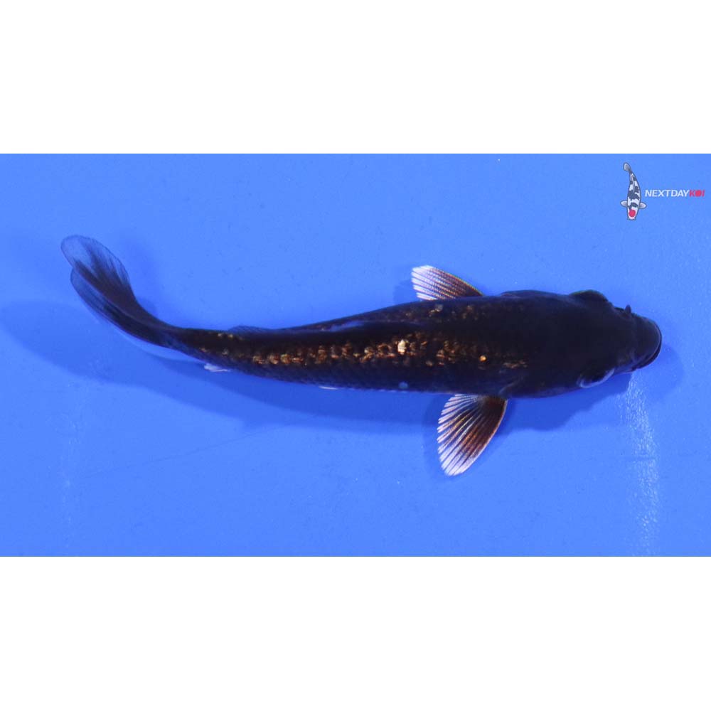 3.5” Imported Gin Rin Chagoi