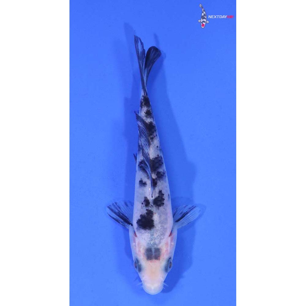 3.5” Imported Shiro Bekko