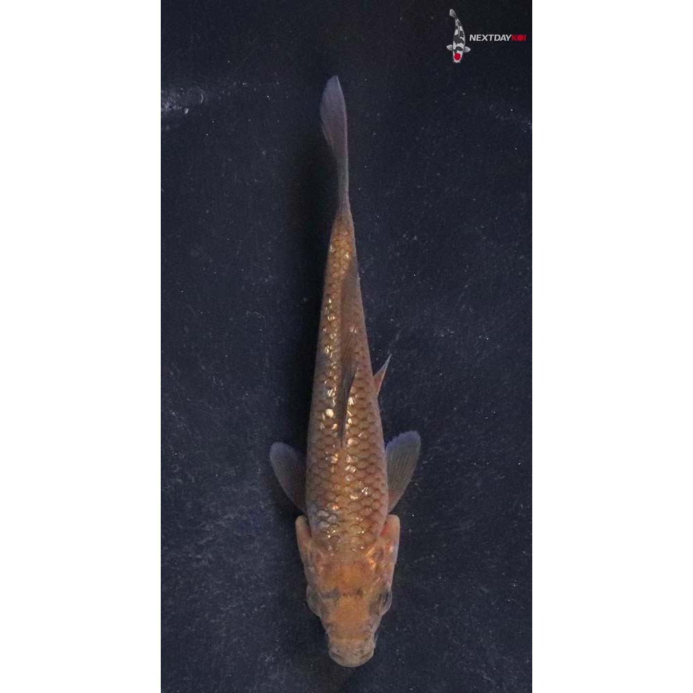 3.5” Imported Gin Rin Chagoi