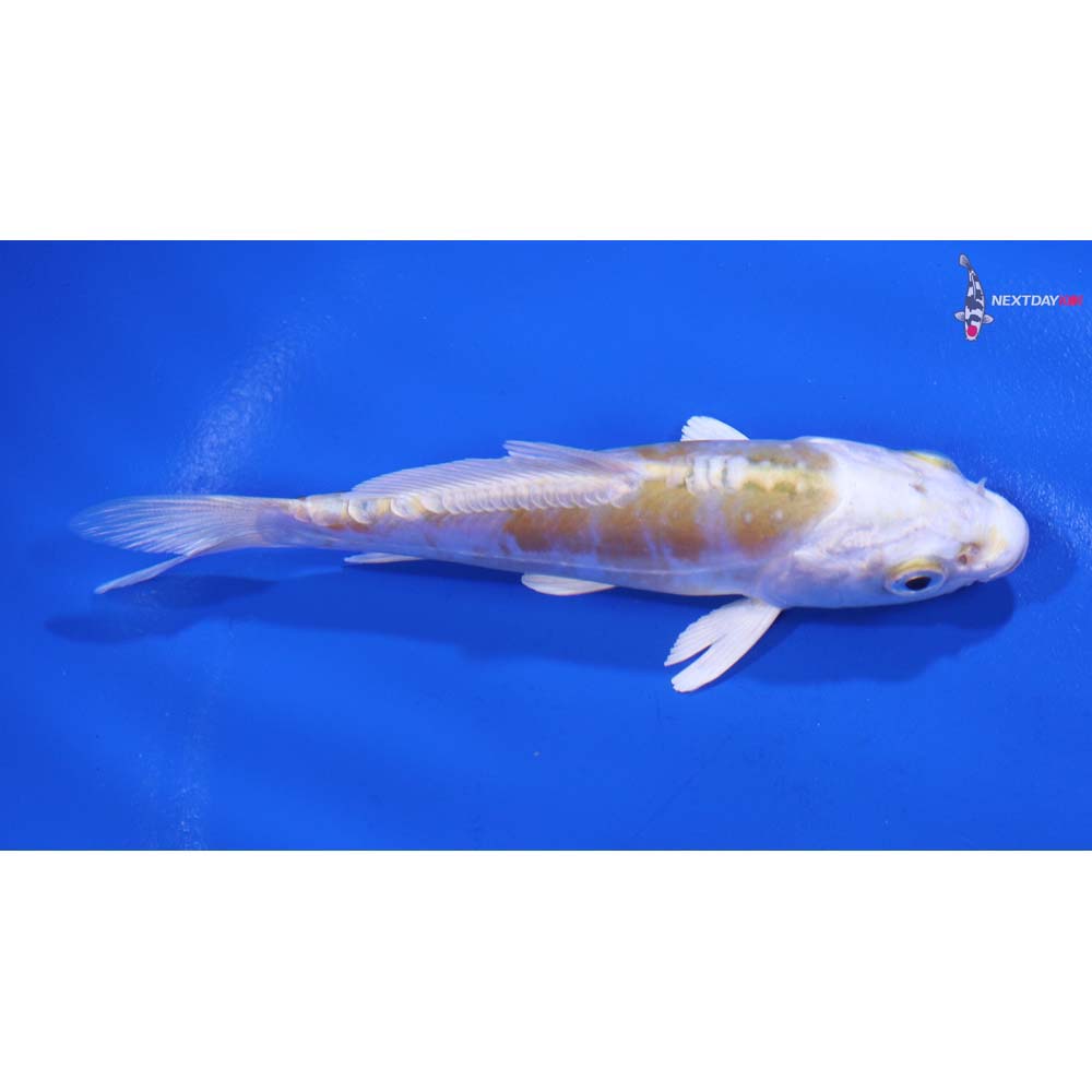 4” Imported Doitsu Lemon Hariwake