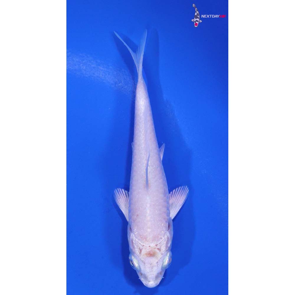 3” Imported Platinum Ogon