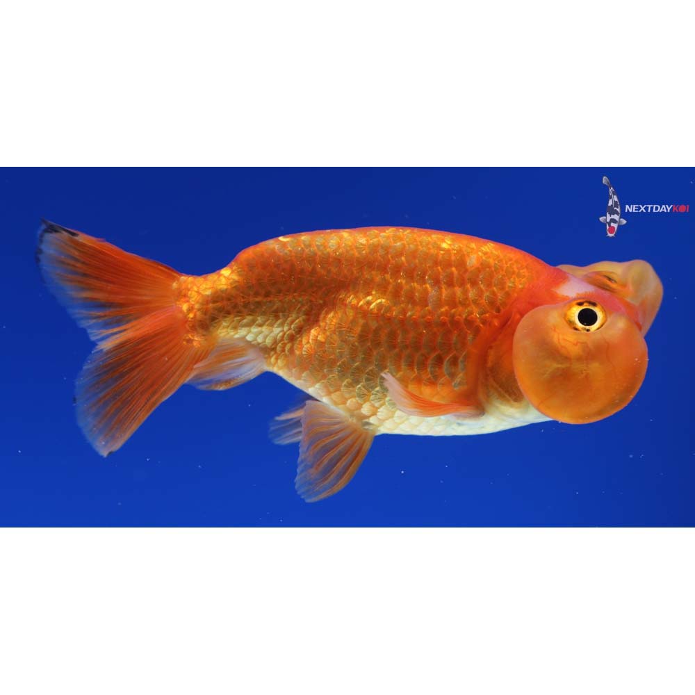 4” Imported Red and White Bubble Eye