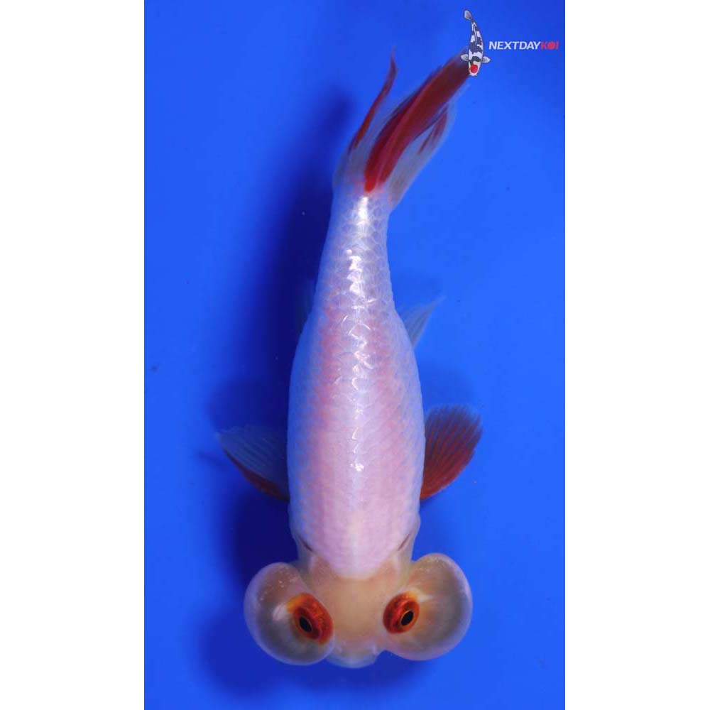 4” Imported Male Red and White Bubble Eye