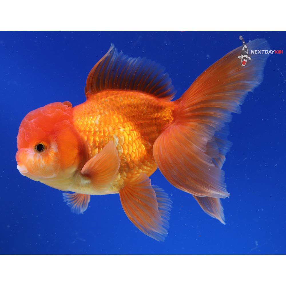 6” Imported Red Oranda