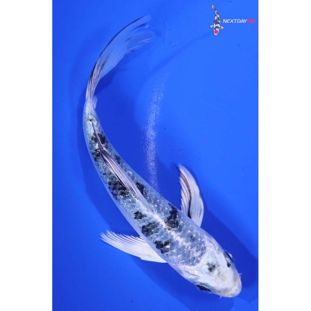 5” Imported Gin Shiro Bekko Butterfly Koi