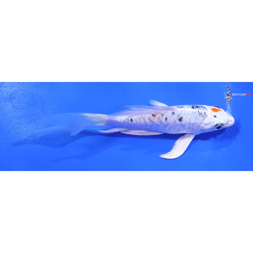 5” Imported Armor Scaled Yamato Nishiki Butterfly Koi