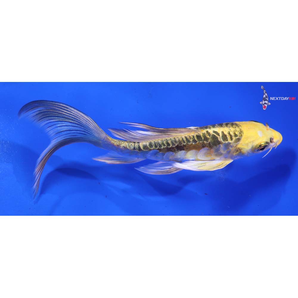 5.5” Imported Doitsu Kujaku Butterfly Koi