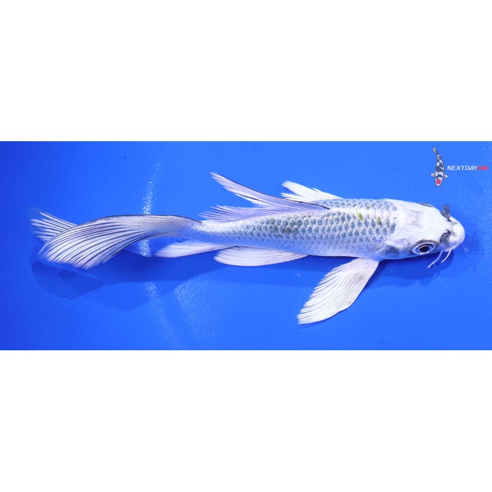 5.5” Imported Kujaku Butterfly Koi