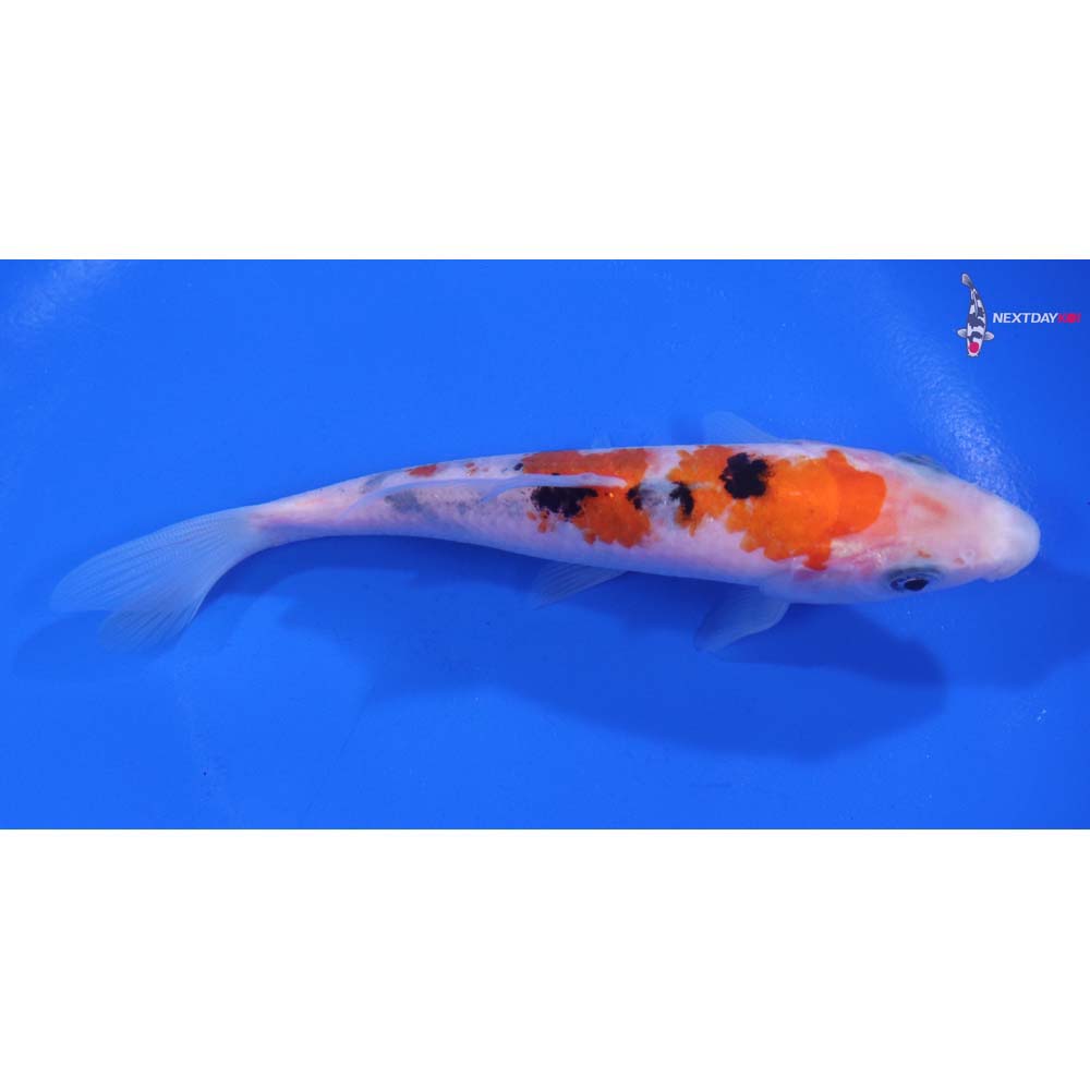 5” Imported Sanke
