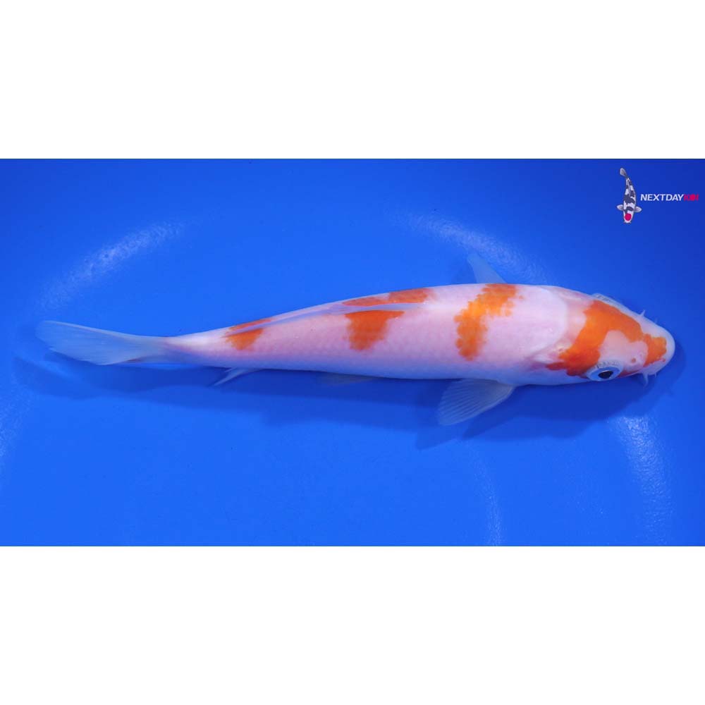 5.5” Imported Kohaku