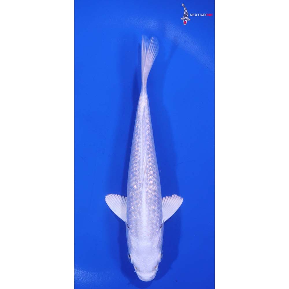 5.5” Imported Gin Rin Platinum Ogon