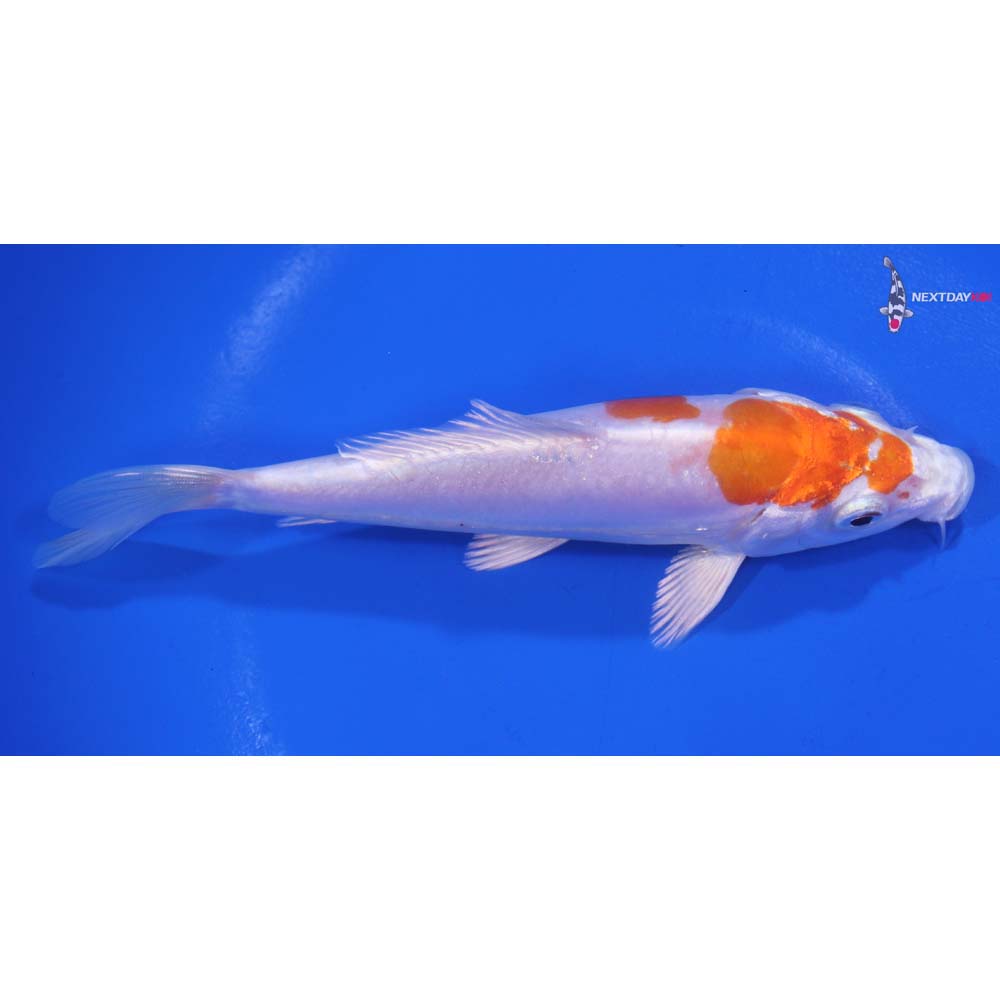 5.5” Imported Kikusui