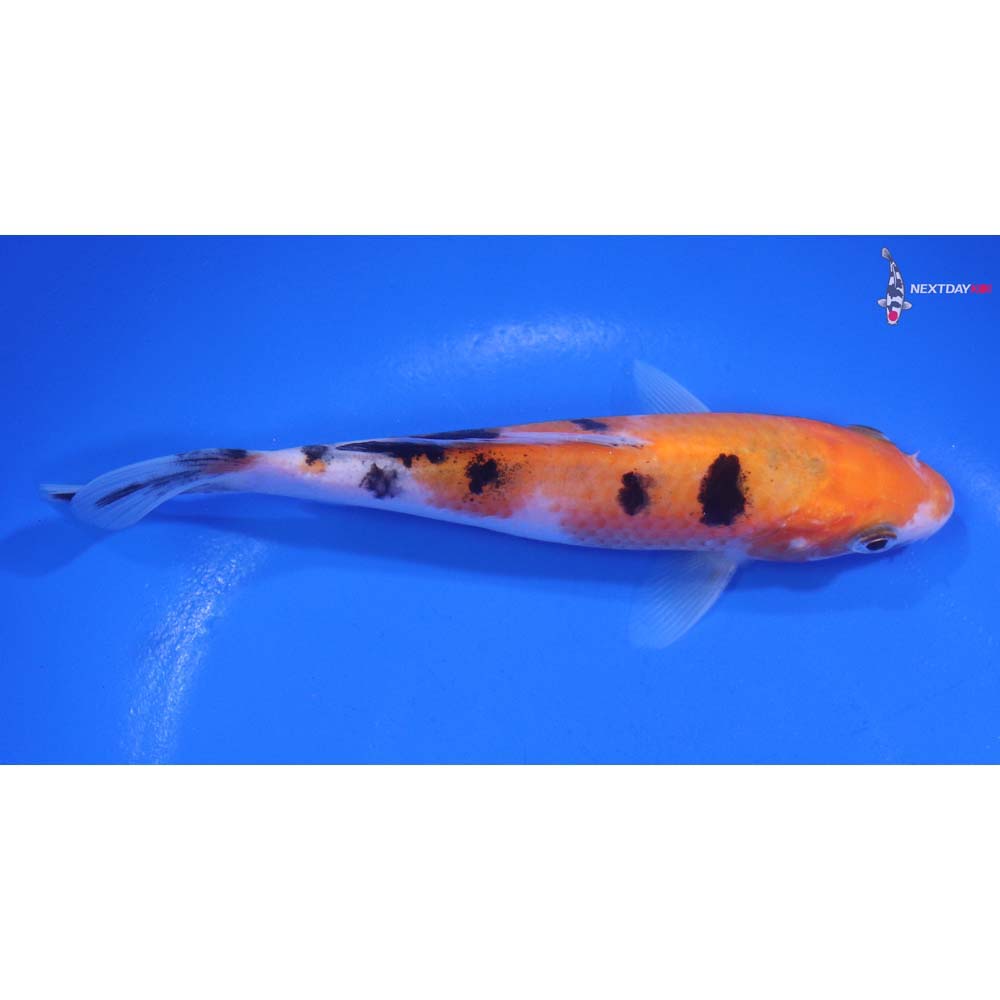 5.5” Imported Sanke