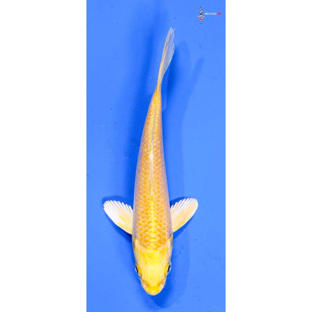 5” Imported Yamabuki Ogon