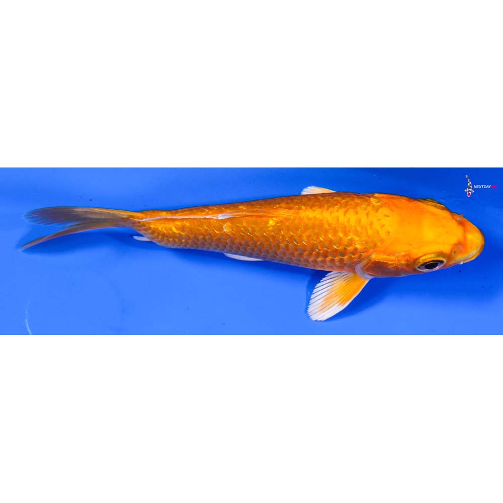 4.5” Imported Gin Rin Orenji Ogon