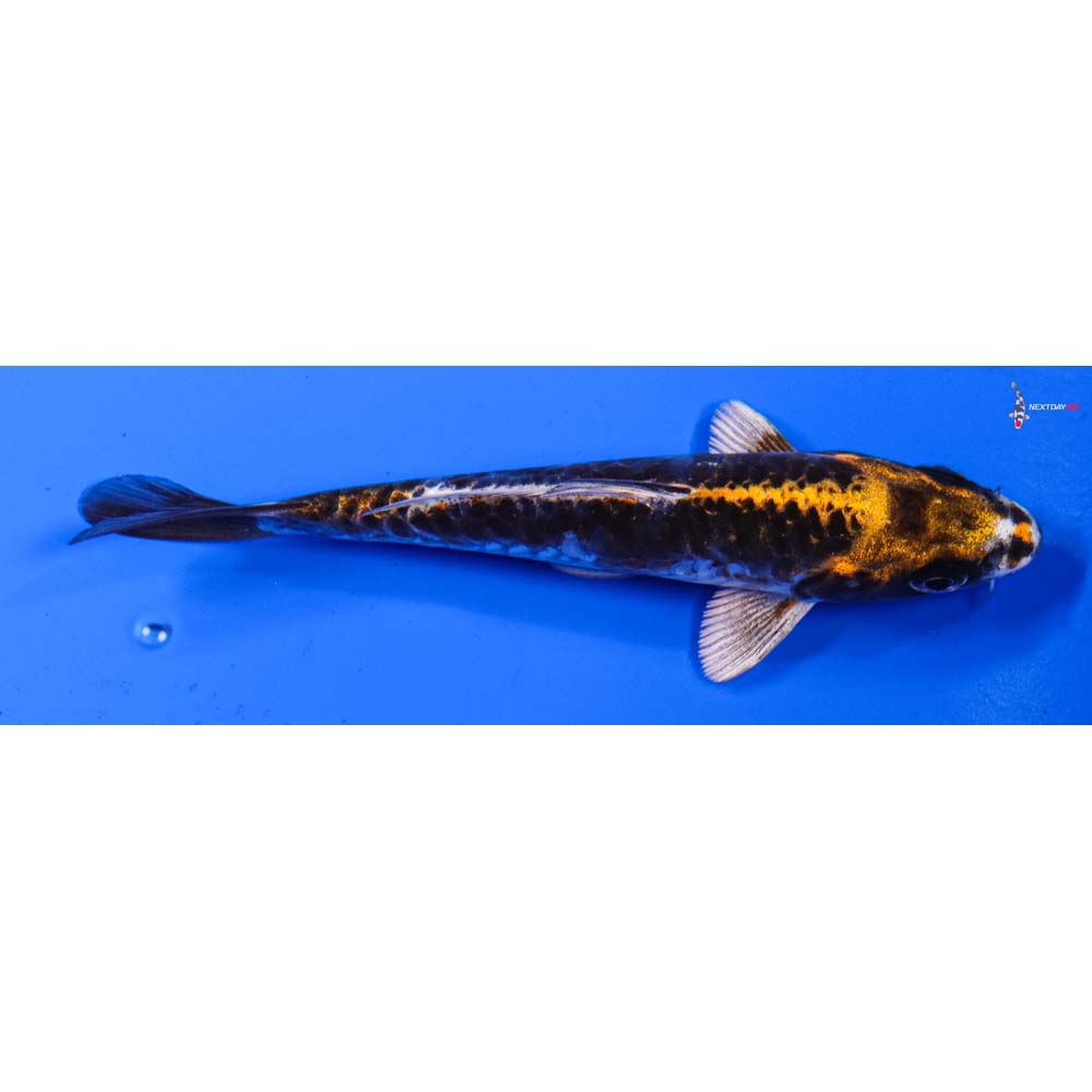 5” Imported Kin Kikokuryu