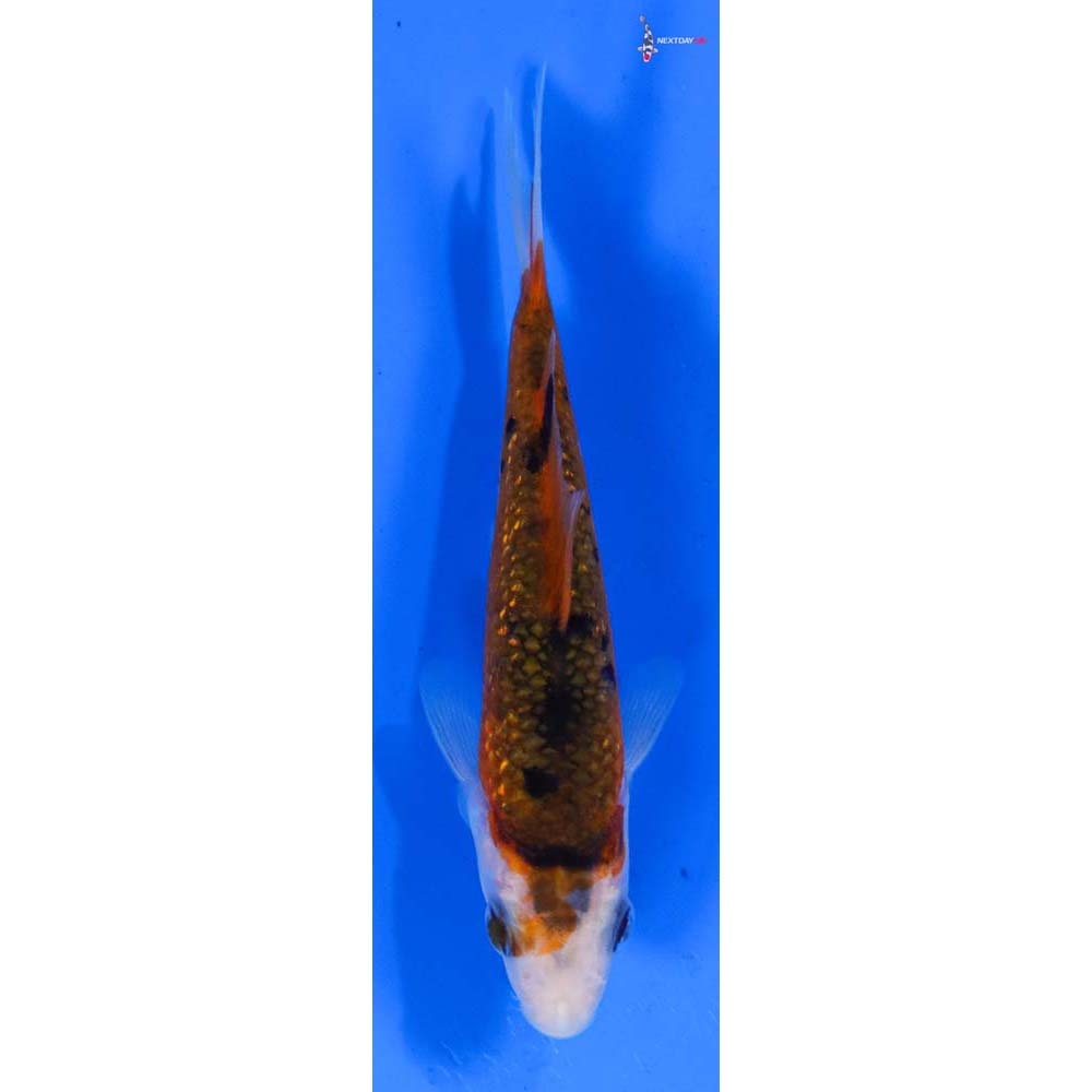 4” Imported Gin Rin Goromo