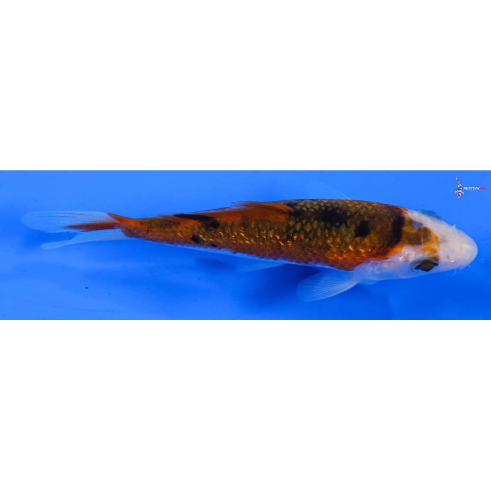 4” Imported Gin Rin Goromo