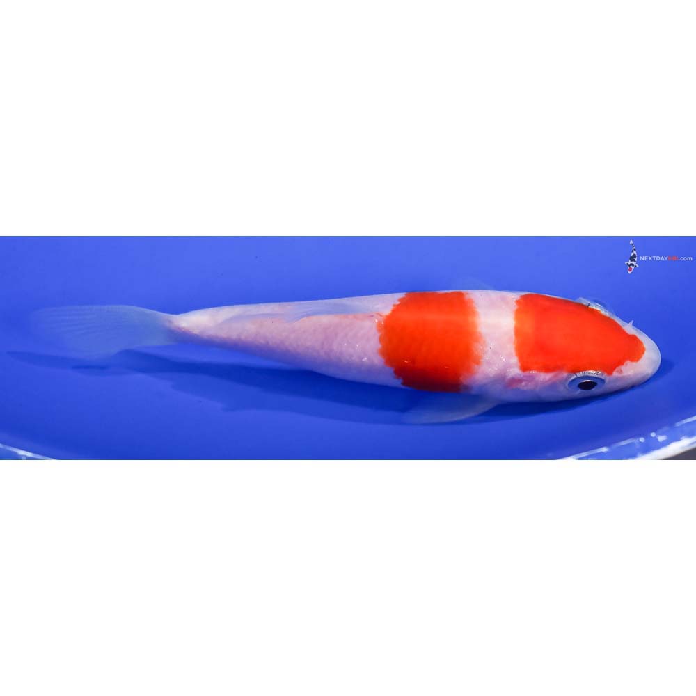 4” Imported Kohaku