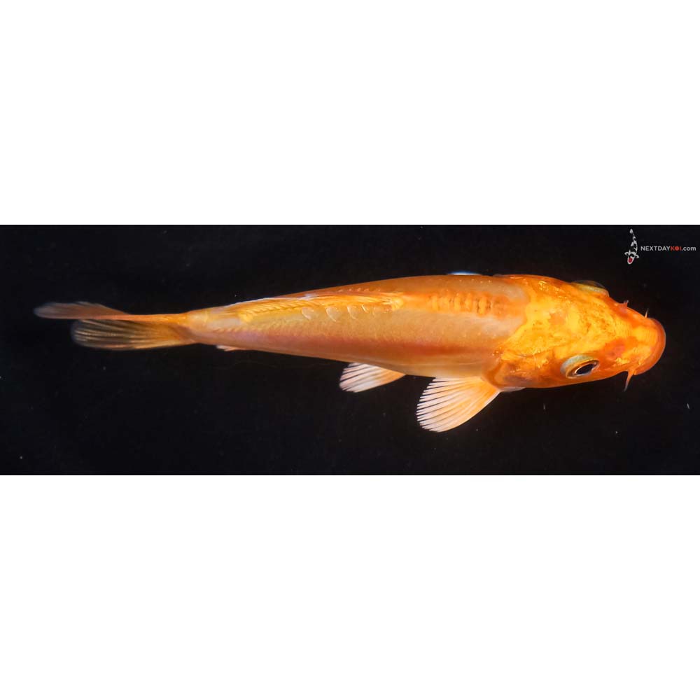 4.5” Imported Doitsu Orenji Ogon