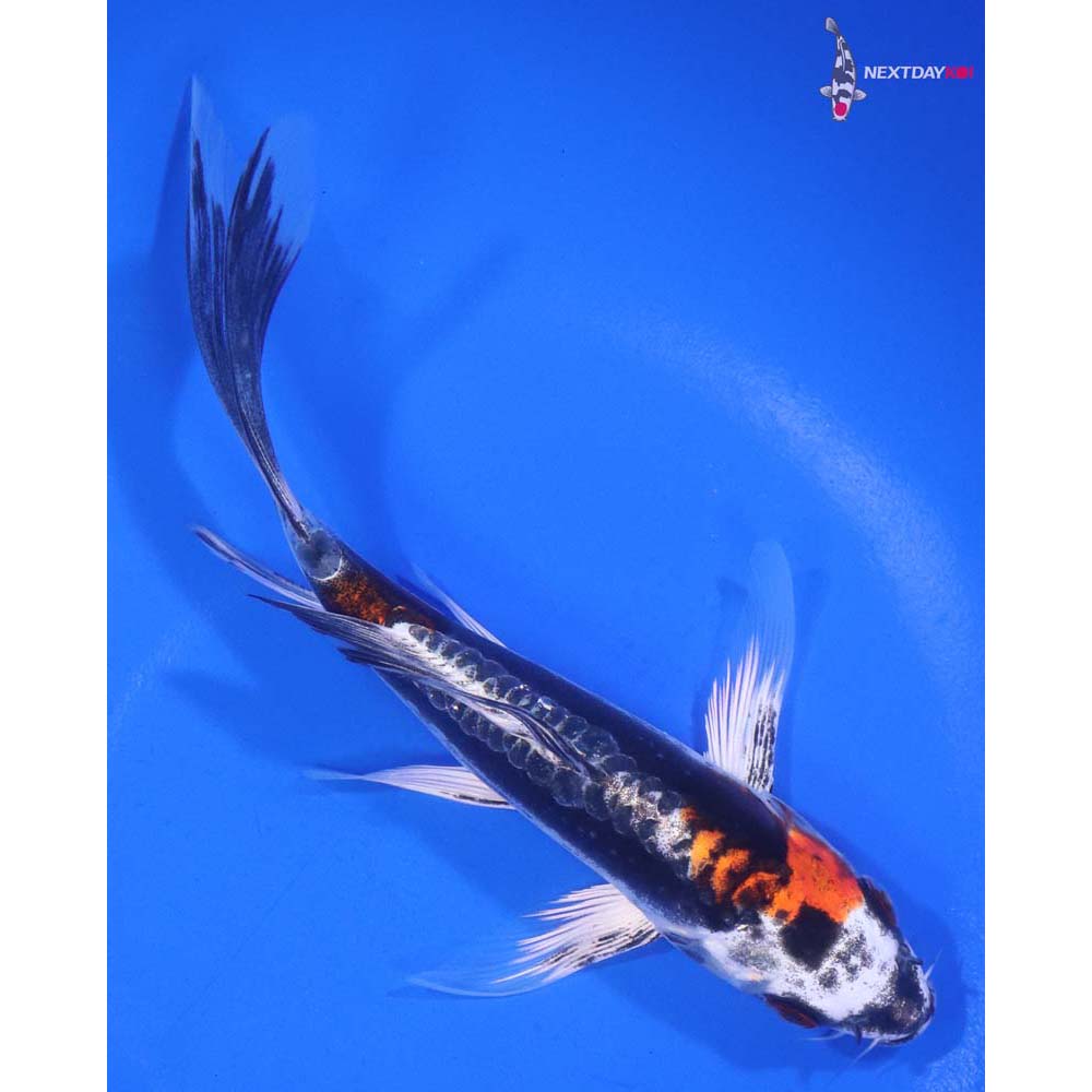 6” Imported Kin Kikokuryu Butterfly Koi
