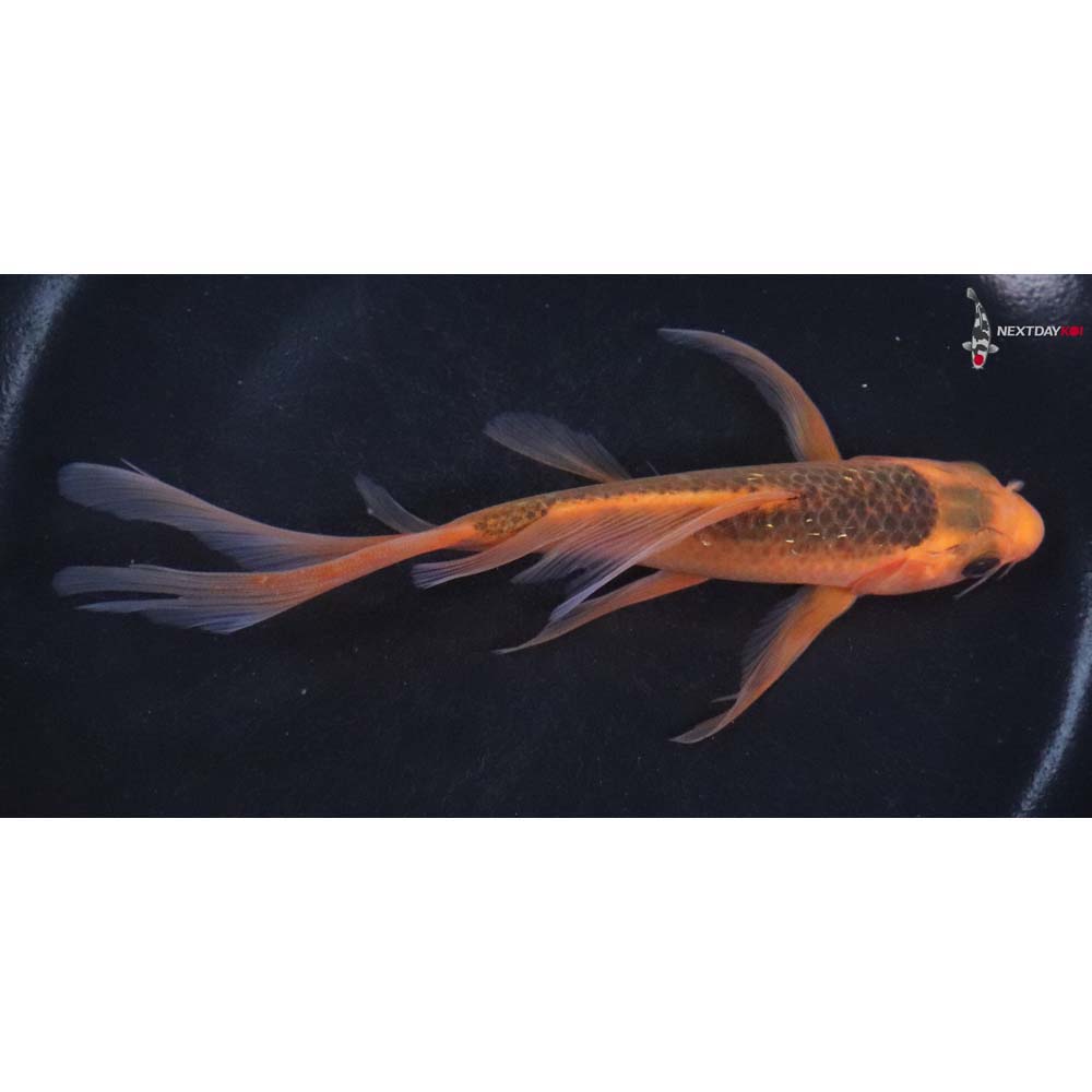 5.5” Imported Hi Asagi Butterfly Koi