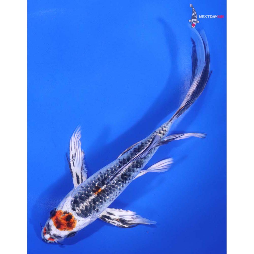 6.5” Imported Kujaku Butterfly Koi