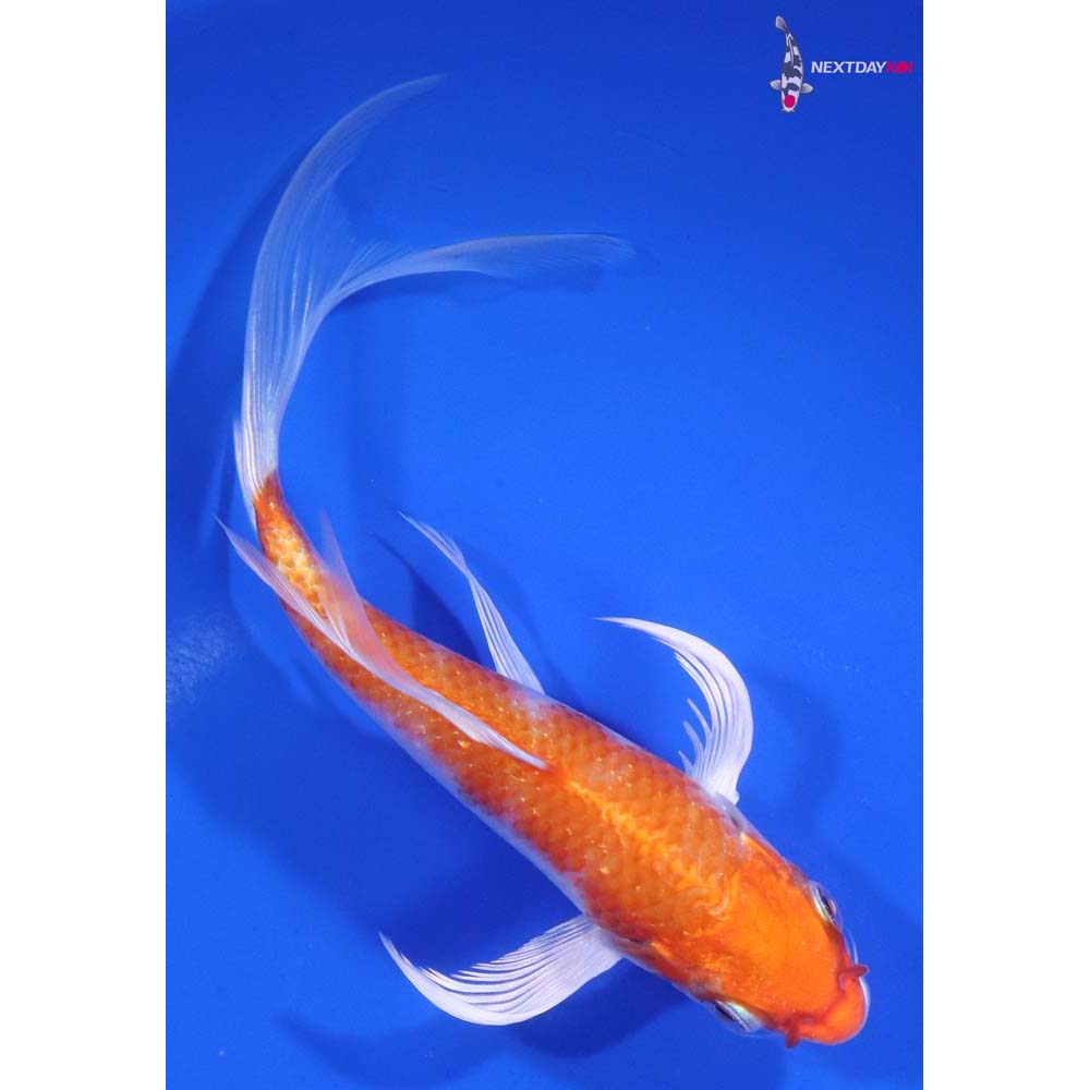 6” Imported Hariwake Butterfly Koi