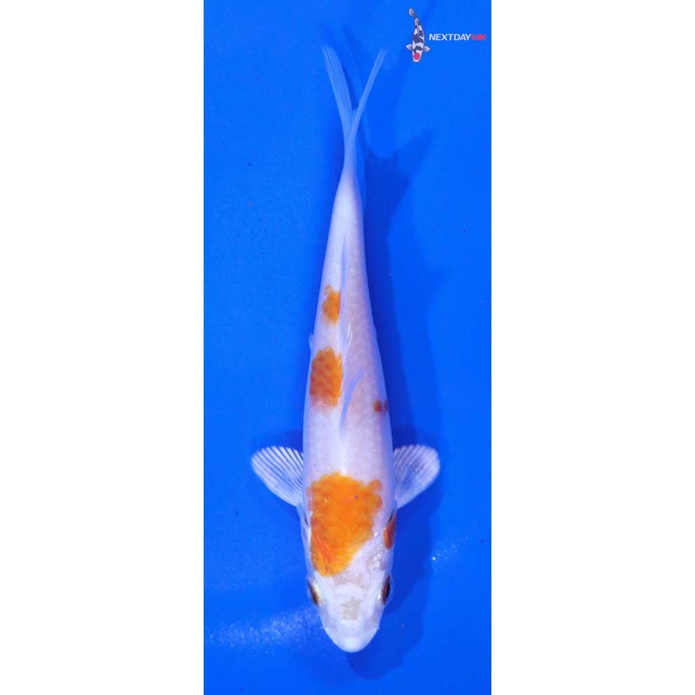 4” Imported Hariwake