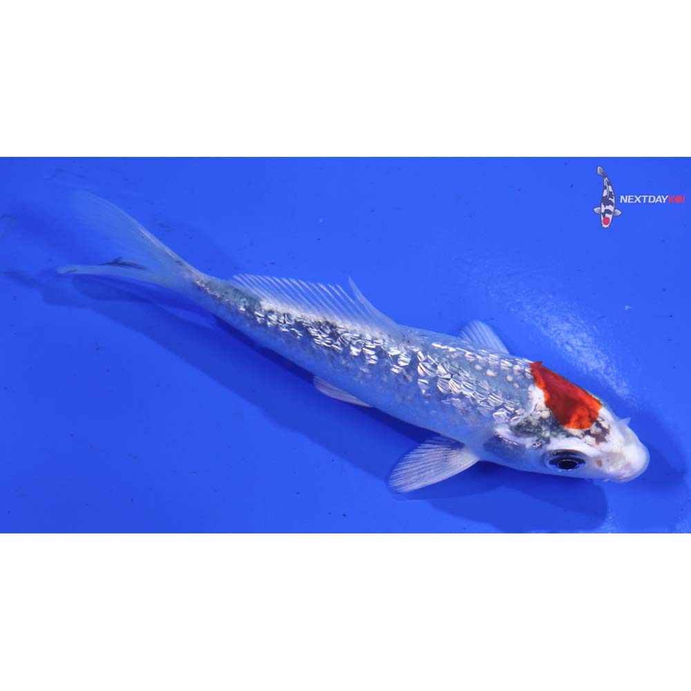 4” Imported Gin Rin Kujaku