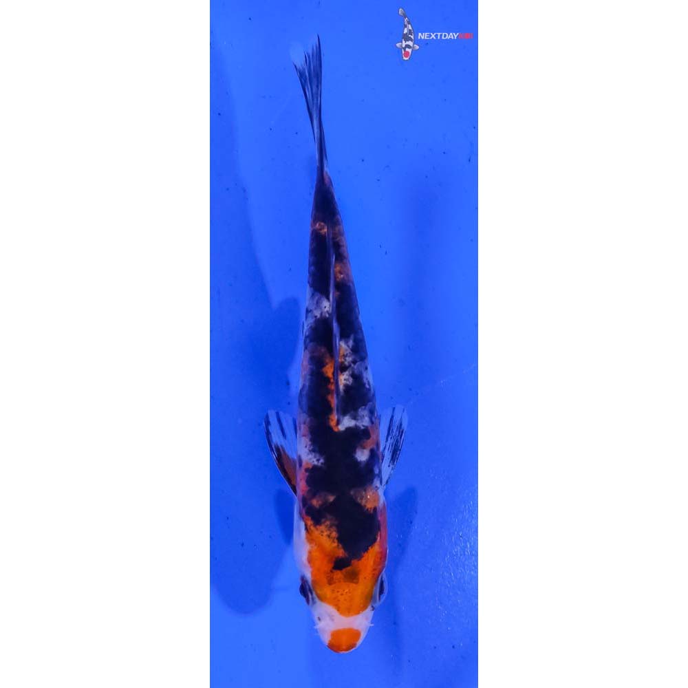 4.5” Imported Sanke