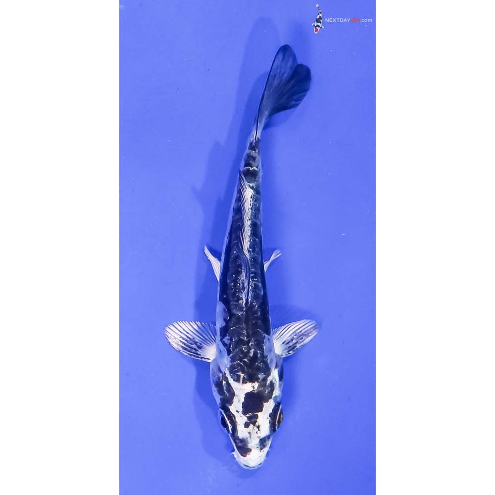 3.5” Imported Kikokuryu