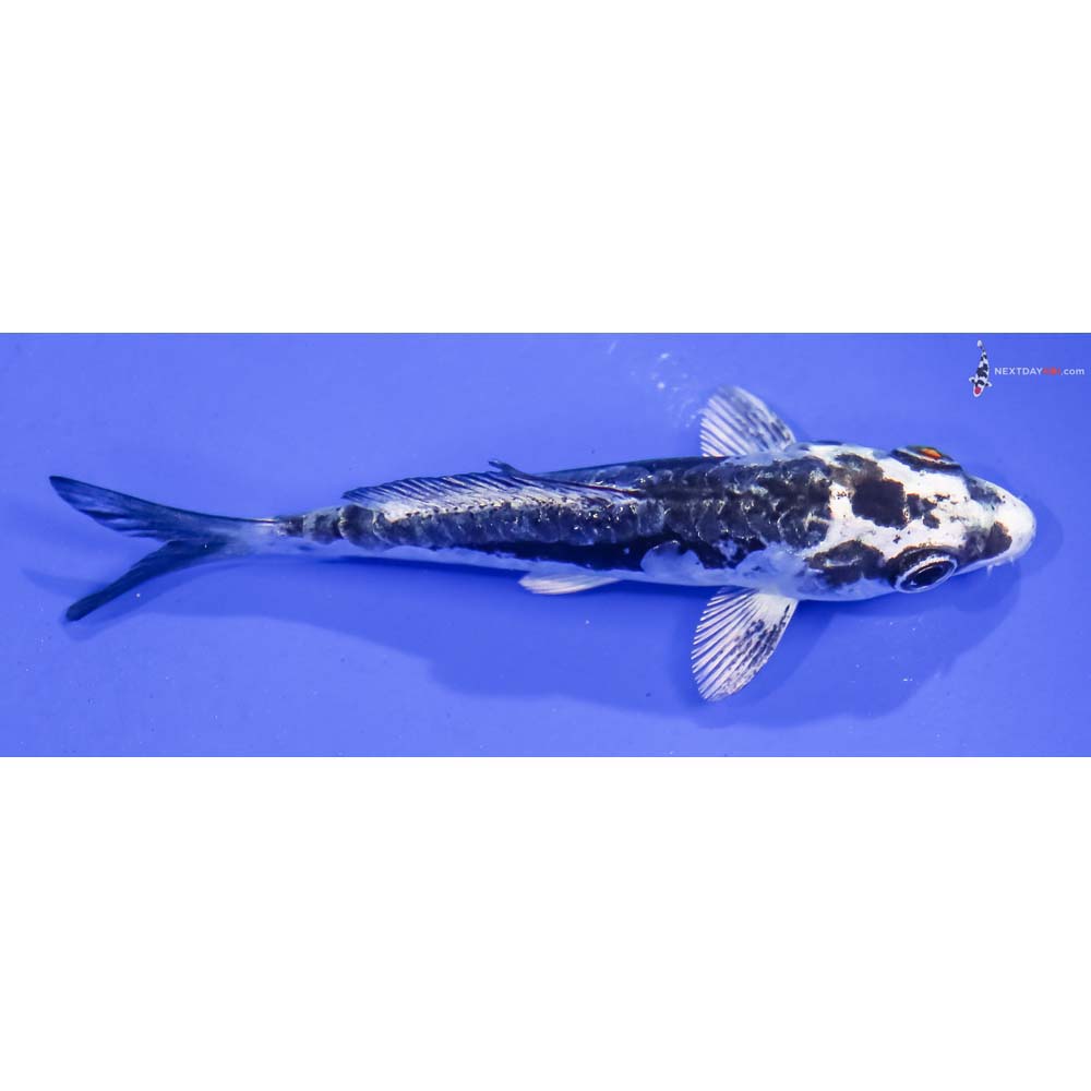3.5” Imported Kikokuryu