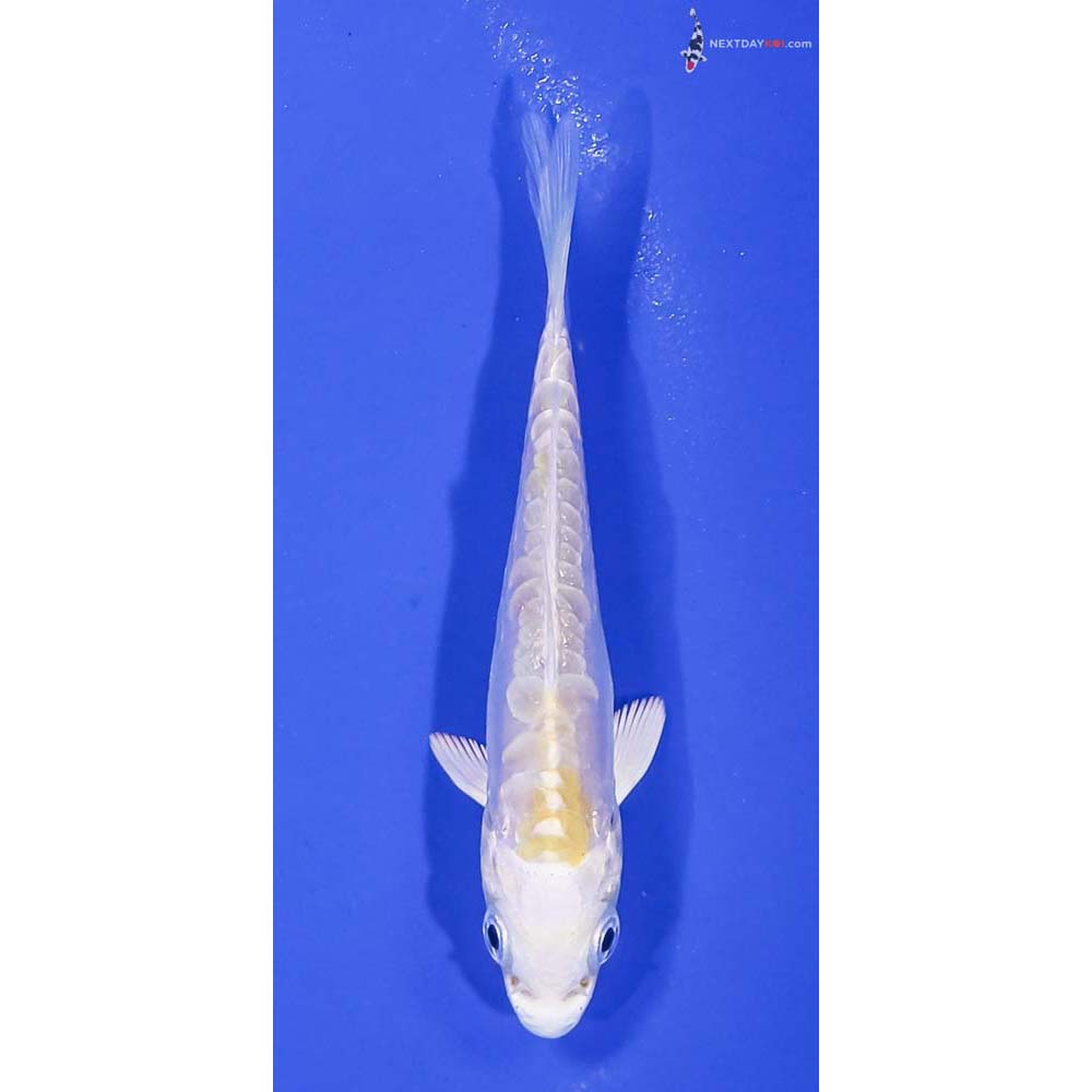 3.5” Imported Doitsu Lemon Hariwake