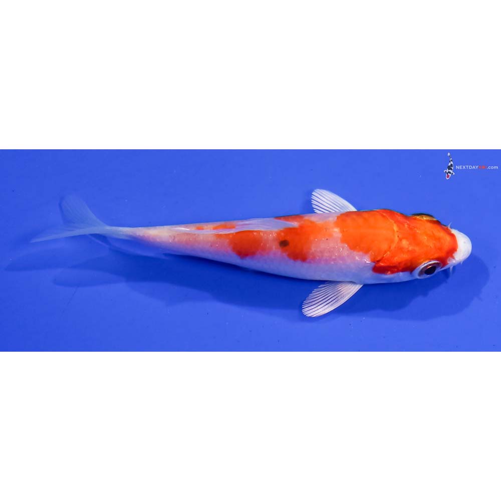3.5” Imported Hariwake