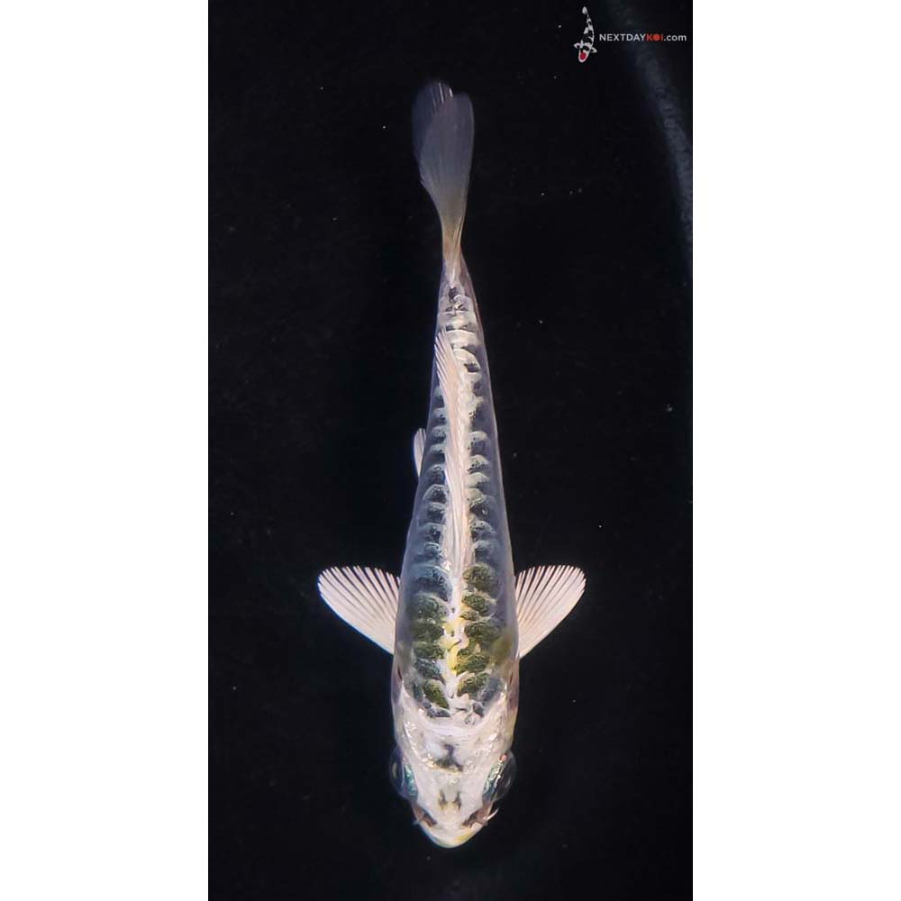3.5” Imported Doitsu Blue Kujaku