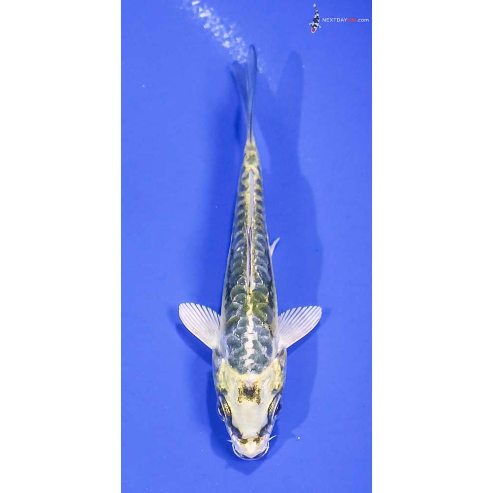 3.5” Imported Kin Kikokuryu