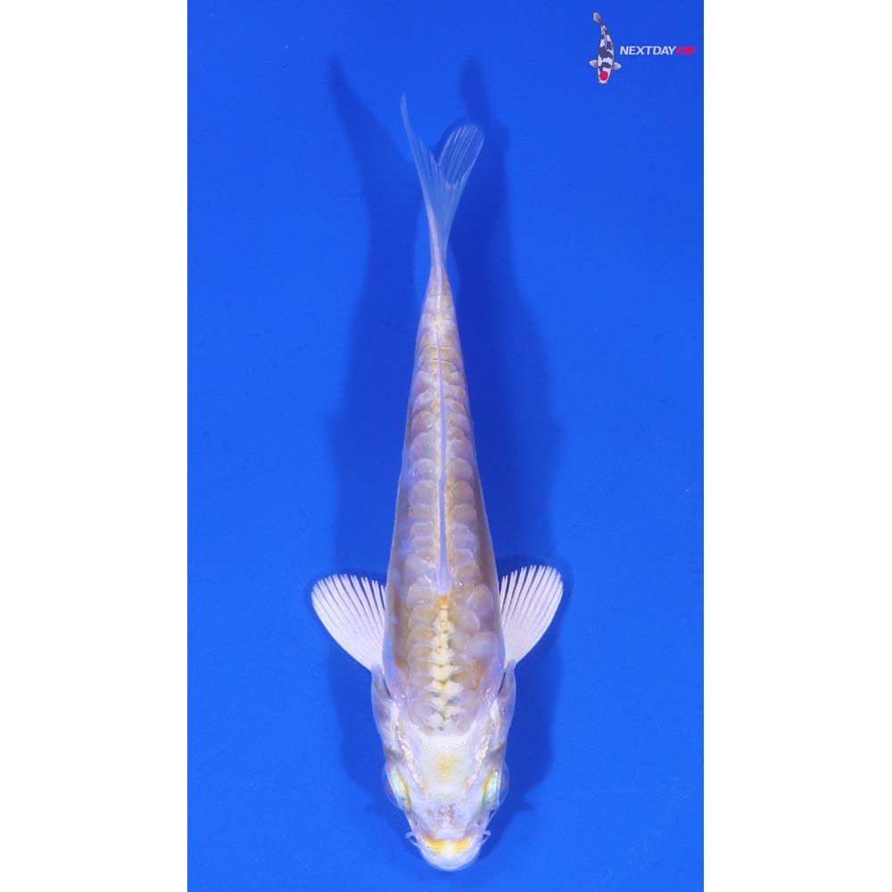 3.5” Imported Doitsu Lemon Hariwake