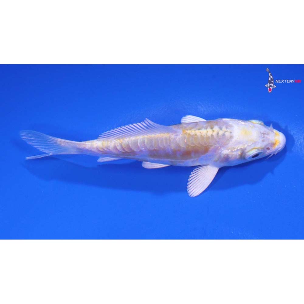 3.5” Imported Doitsu Lemon Hariwake