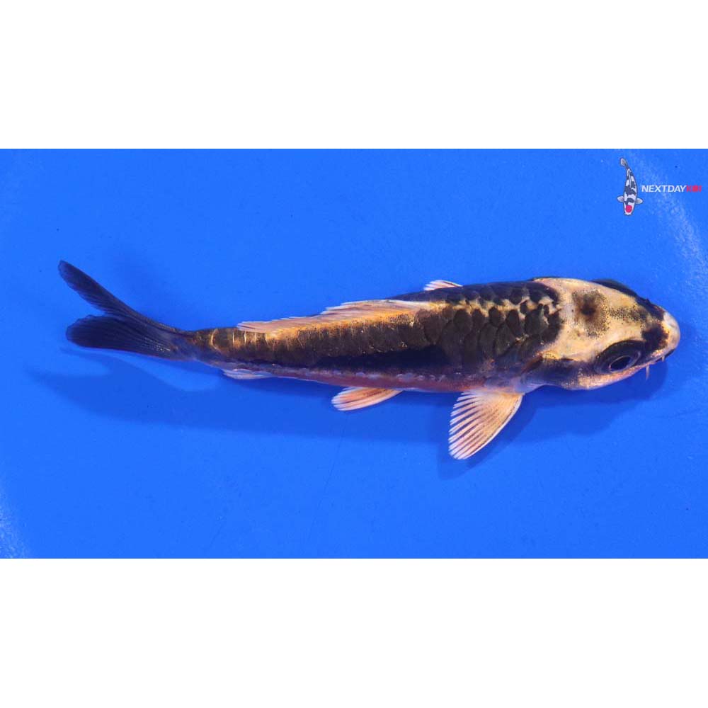 3.5” Imported Kin Kikokuryu