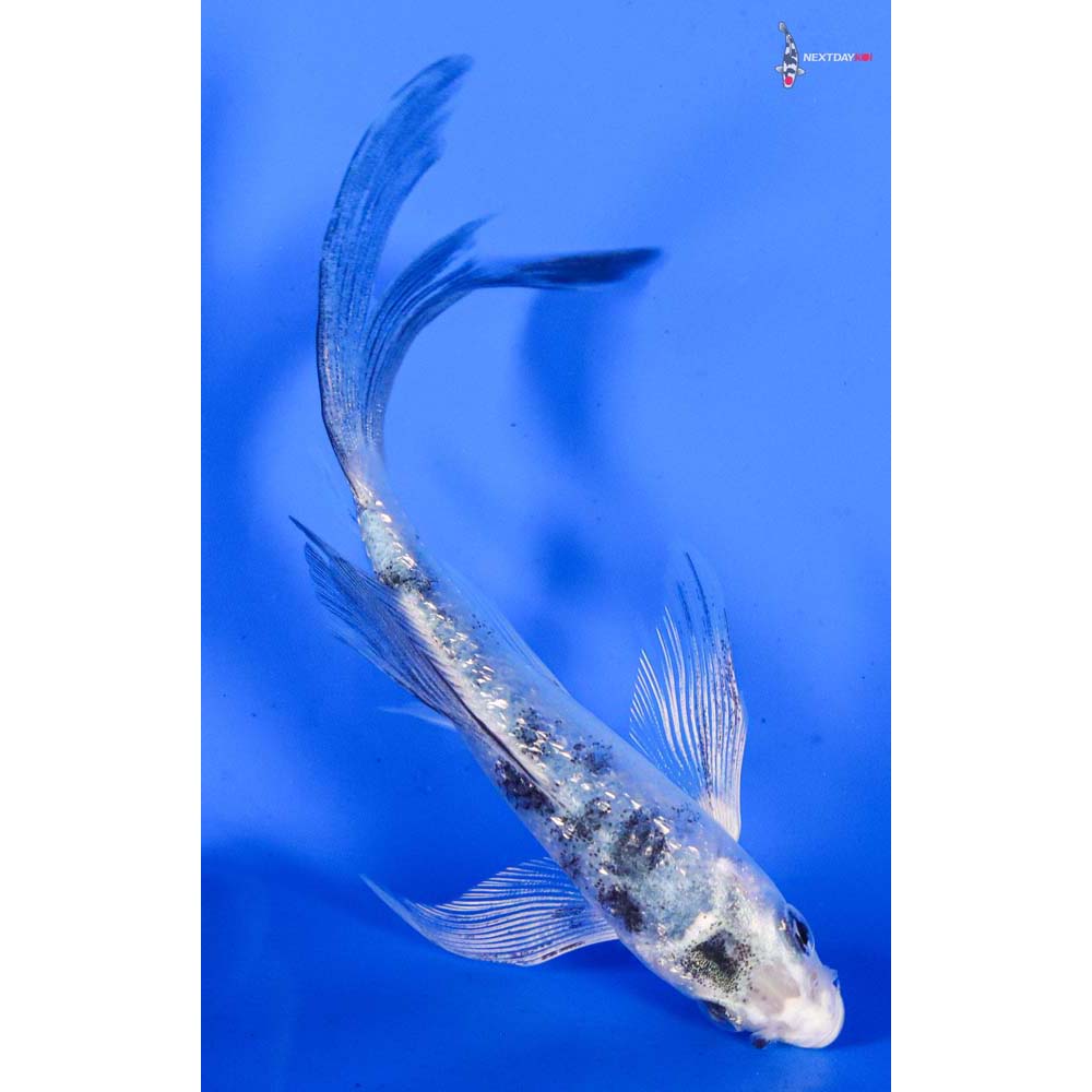 4” Imported Gin Rin Shiro Bekko Butterfly Koi