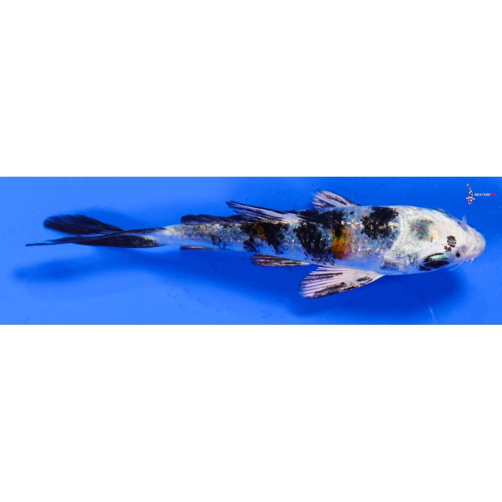 4” Imported Yamato Nishiki Butterfly Koi