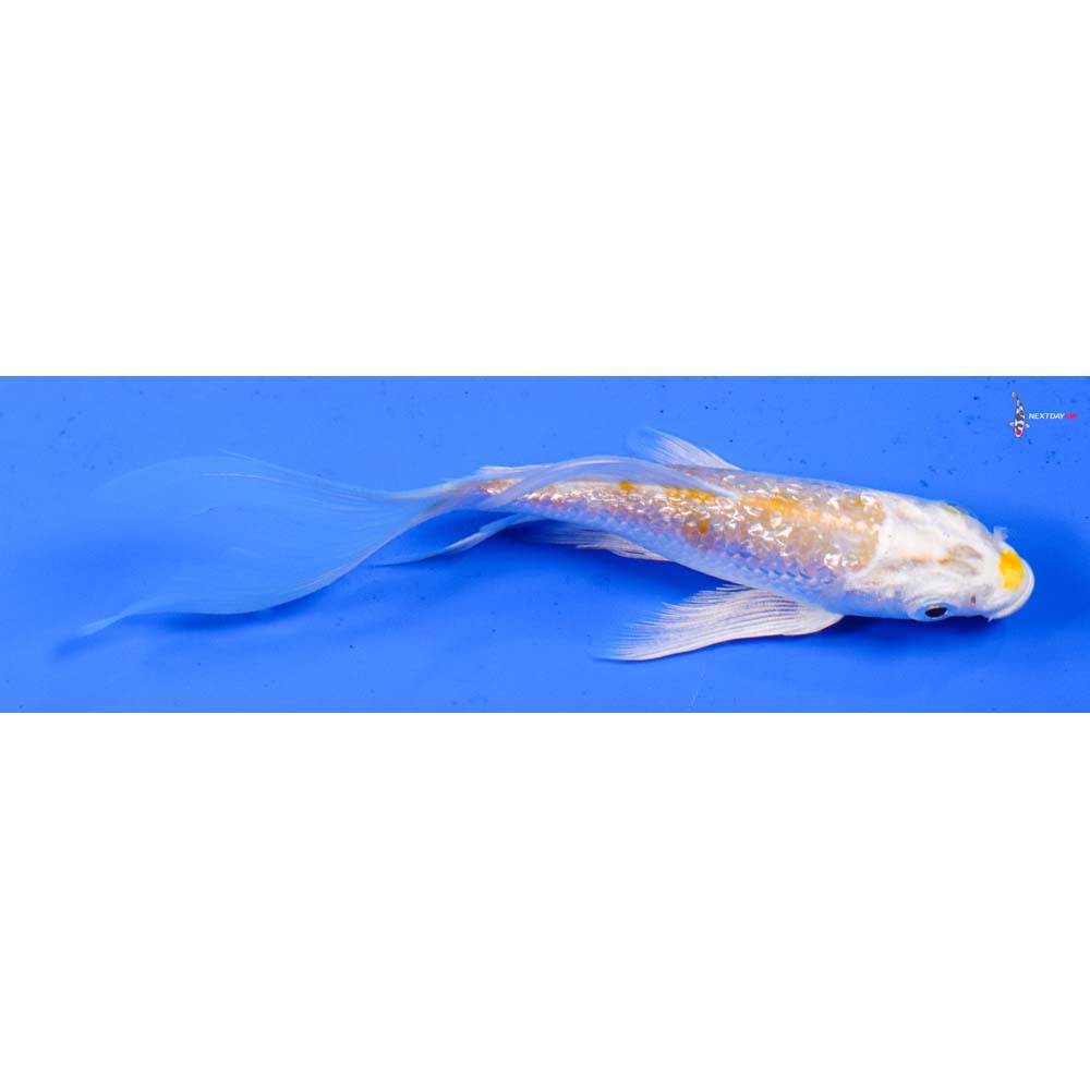 4” Imported Gin Rin Lemon Hariwake Butterfly Koi