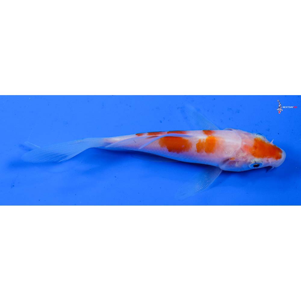 4” Imported Kohaku Butterfly Koi